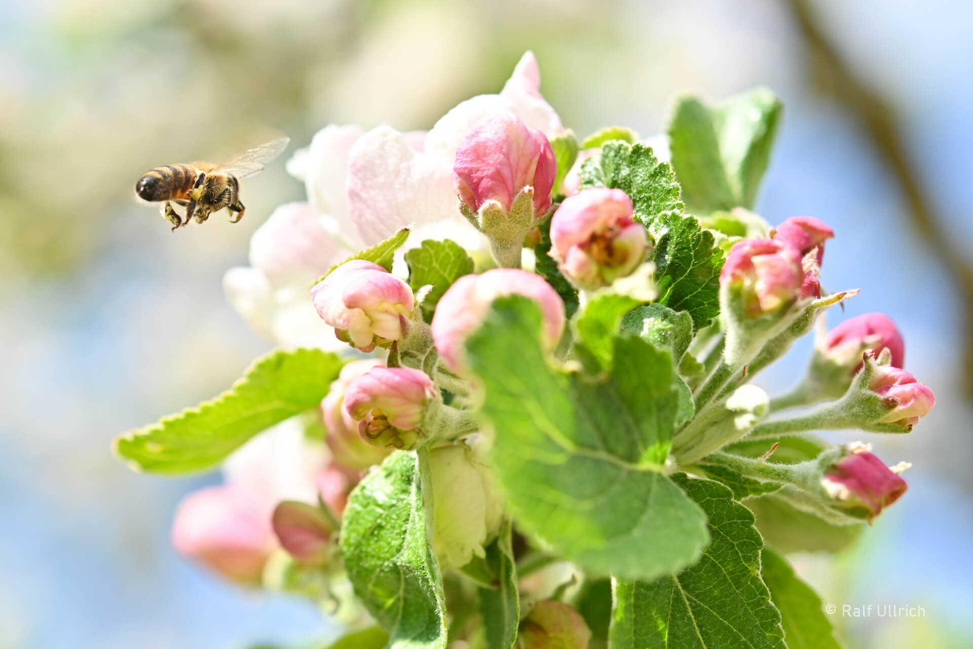 Bienen Imkerei Obstblüte Schaubäckerei Ullrich 2